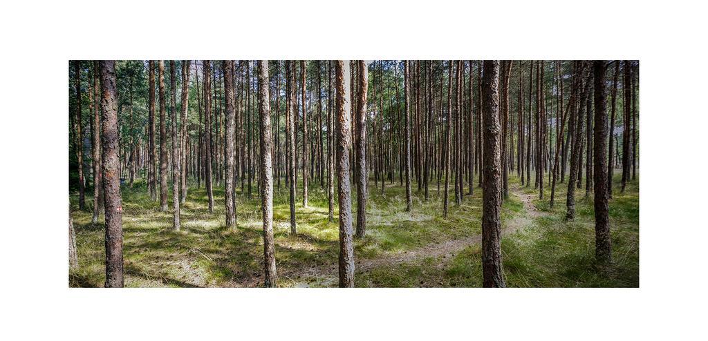 Forest Cottage Neringa Ngoại thất bức ảnh